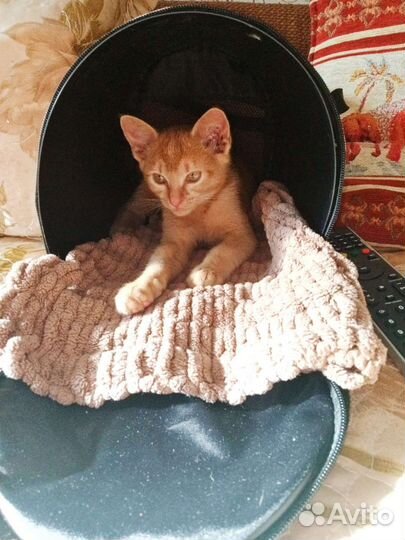 Котенок в добрые руки