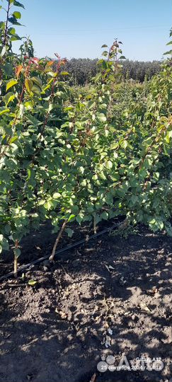 Саженцы абрикос