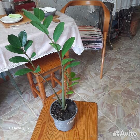 Хойя тсанги,замиокулькас,пеларгония,кофе и тд