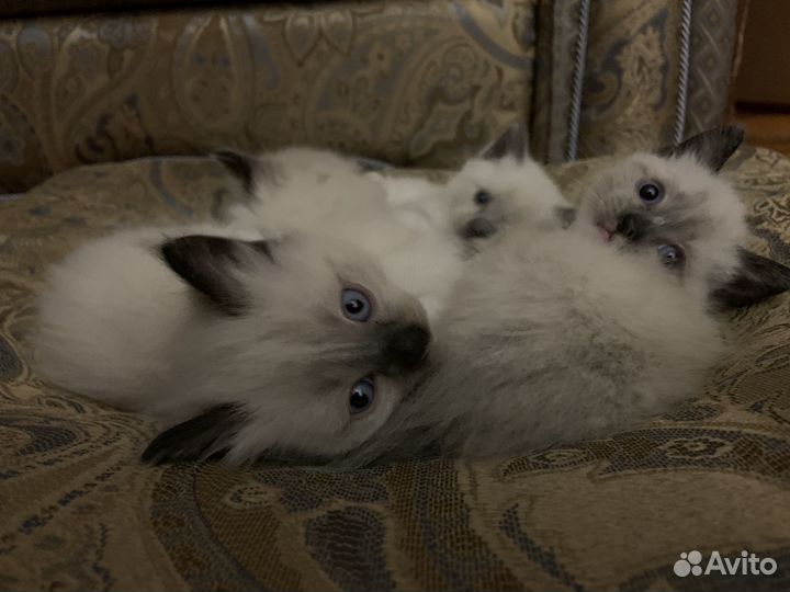 Котята рэгдолл девочки