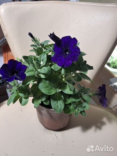 Рассада петунии Опера