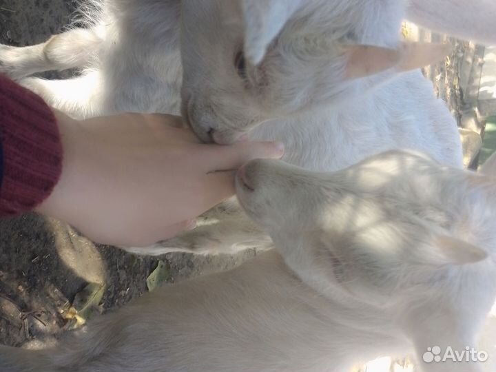 Козлята породистые