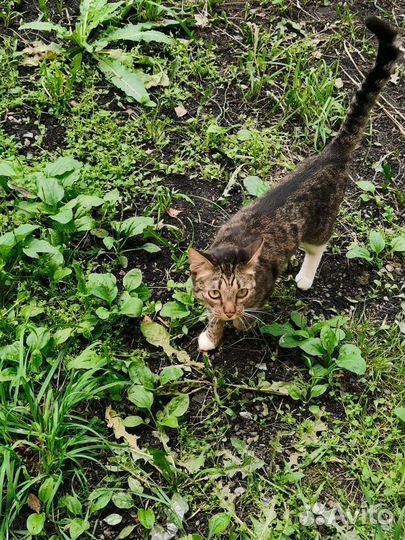 Котику нужен дом