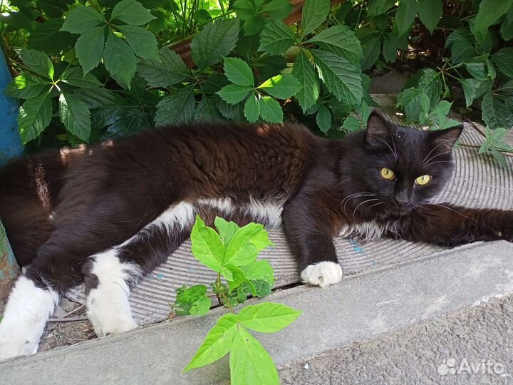 Пушистый котик