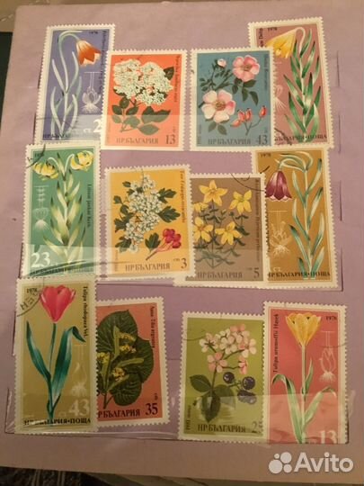 Коллекция флора