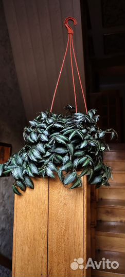 Пеллеония даво