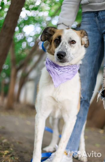 Собака в добрые руки, Лолита