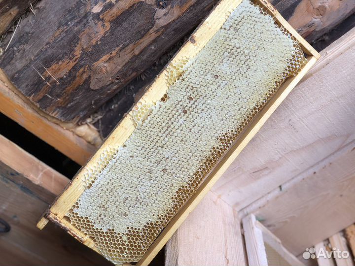 Мед 2023 года