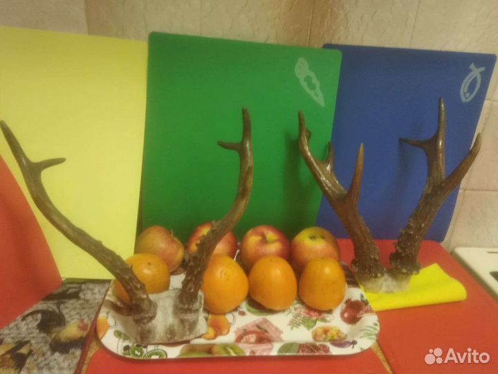 Рога косули