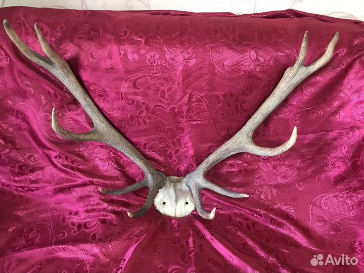 Рога оленя на черепе