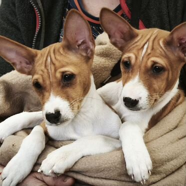 Басенджи, щенок