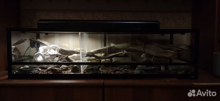 Эублефары с террариумом