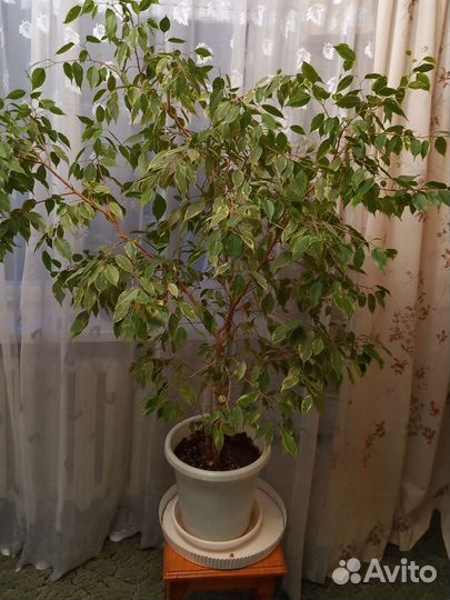 Фикус бенджамина 130 см