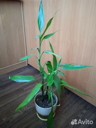 Комнатный бамбук