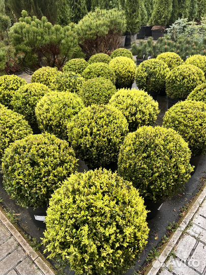 Самшит шар. Самшит куст