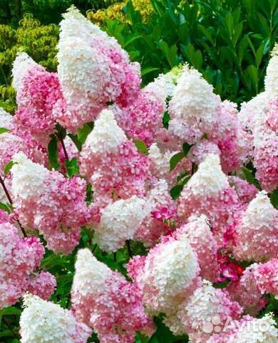 Гортензия метельчатая