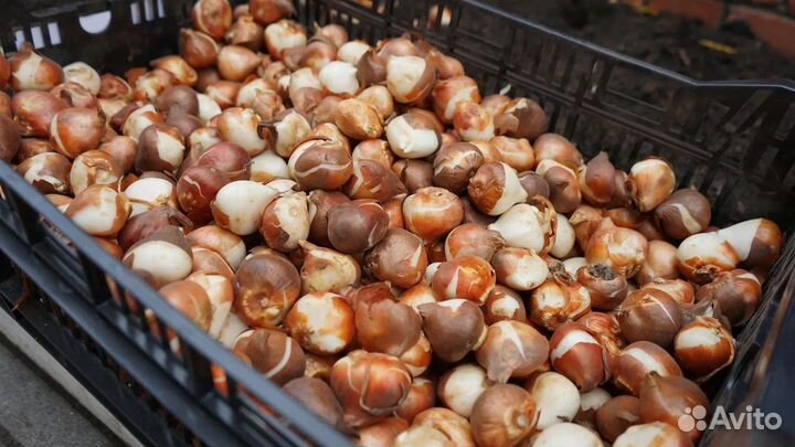 Луковицы тюльпанов оптом