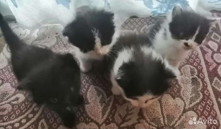 Котята 1 месяц