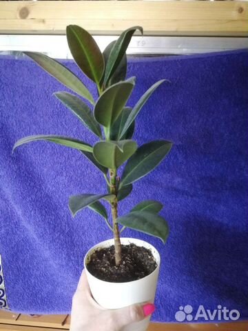 Фикус каучуконосный Мелани