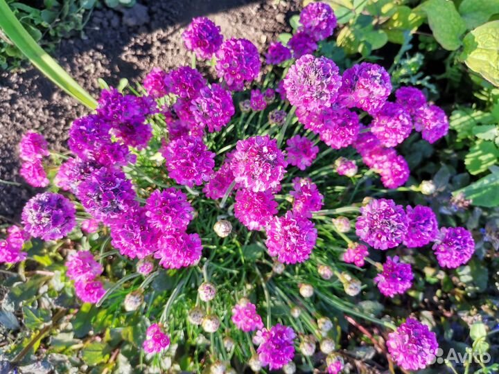 Многолетние цветы