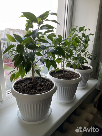 Фикус Бенджамина - f. benjamina, сорт