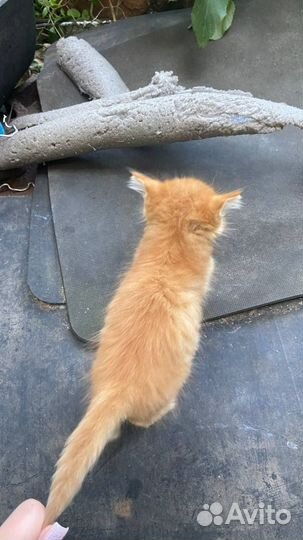 Отдам котенка в добрые руки