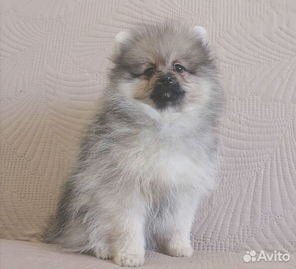 Радость для Вас