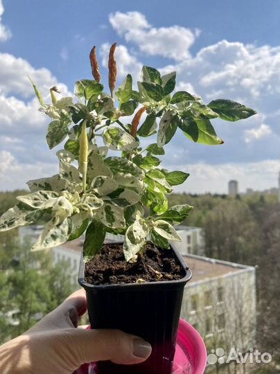 Перец комнатный острый