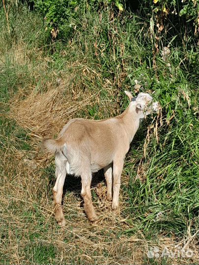 Коза ломанча