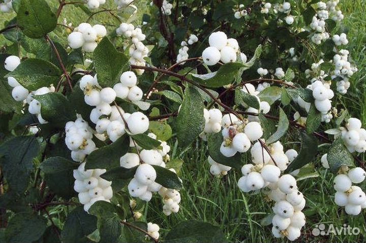 Снежеягодник