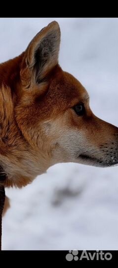 В добрые ручки