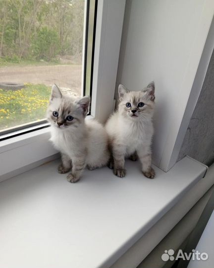 Отдам в добрые руки
