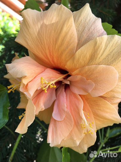 Гибискус Double Peach
