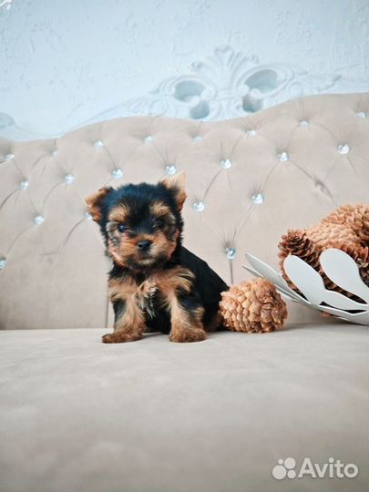 Йоркширский терьер супер мини мальчик