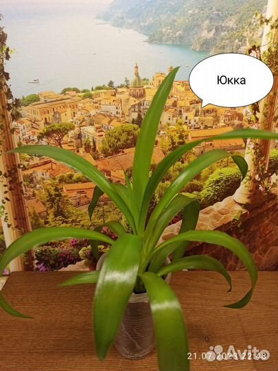 Комнатные растения и цветы