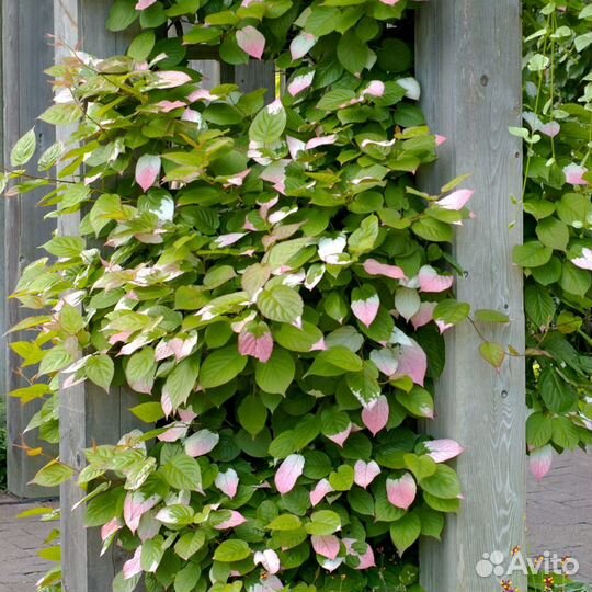 Лилейник,клематис,актинидия,жимолость,розы