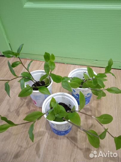 Комнатные растения цветы