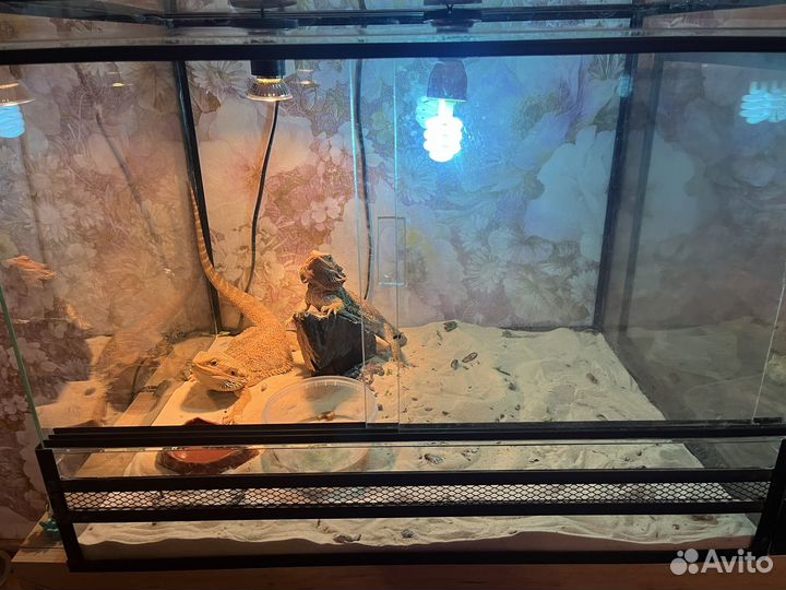 Бородатая агама