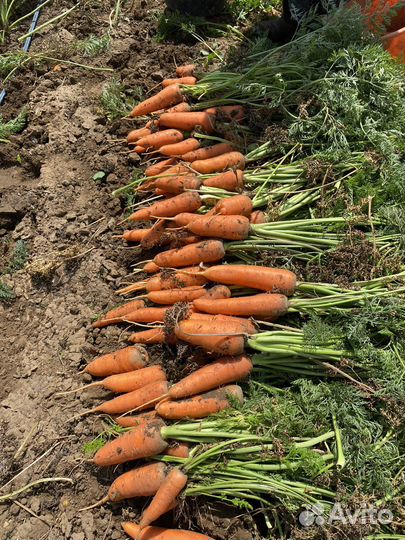 Морковь свежая