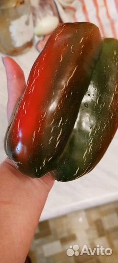 Семена коллекционных сортов томатов и перцев