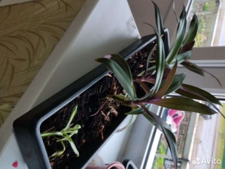 Готовая цветочная композиция