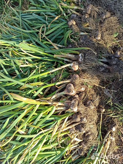 Озимый чеснок