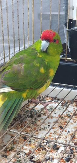 Отдам бесплатно попугая какарика в хорошие руки