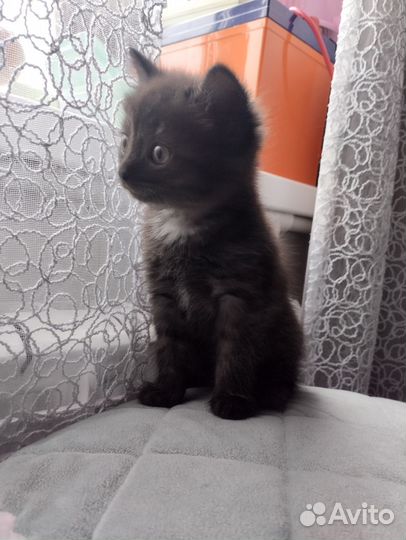 Котята отдам бесплатно