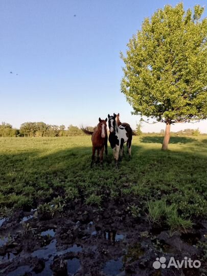 Продаём лошадей