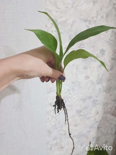 Цветок женское счастье