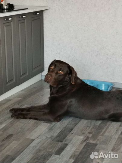 Кобель лабрадора вязка