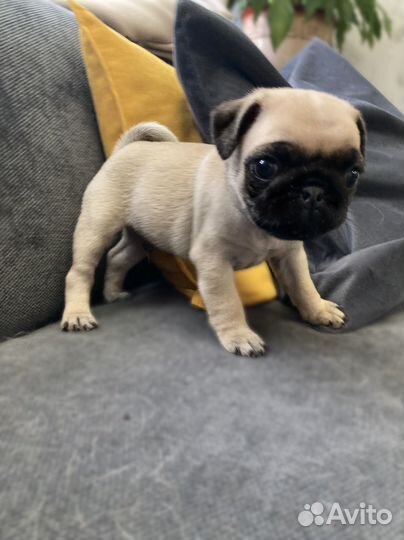 Щенки мопс (мопсюлички)