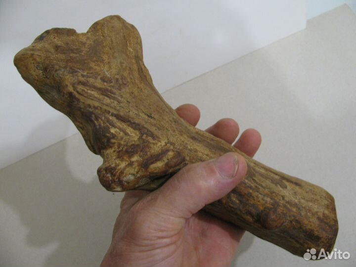 Окаменелое дерево (в коллекцию)