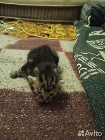 Котенок
